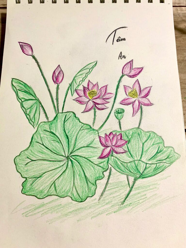 vẽ hoa sen bằng bút chì