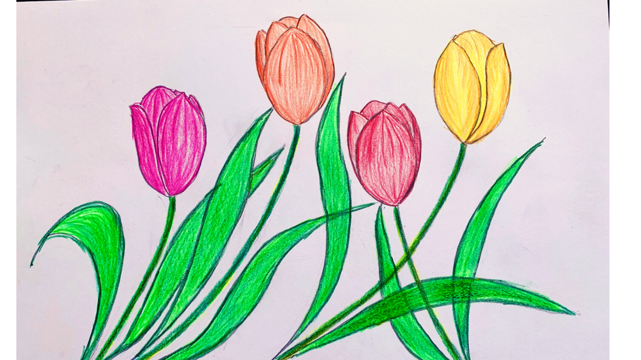 Hướng Dẫn Cách Vẽ Hoa Tulip Đẹp  Học Vẽ Hoa Tulip Đơn Giản  YouTube
