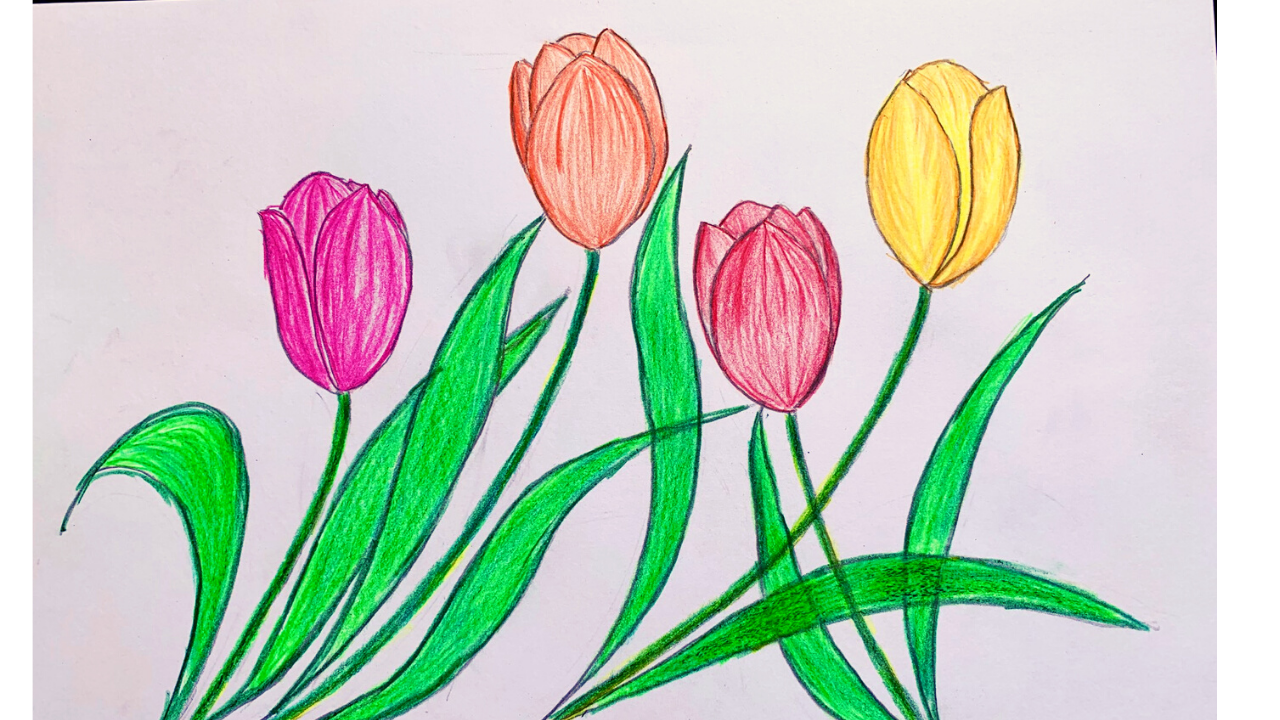 Kết quả hình ảnh cho vẽ hoa tulip  Pencil drawings of flowers Flower  drawings with color Flower drawing