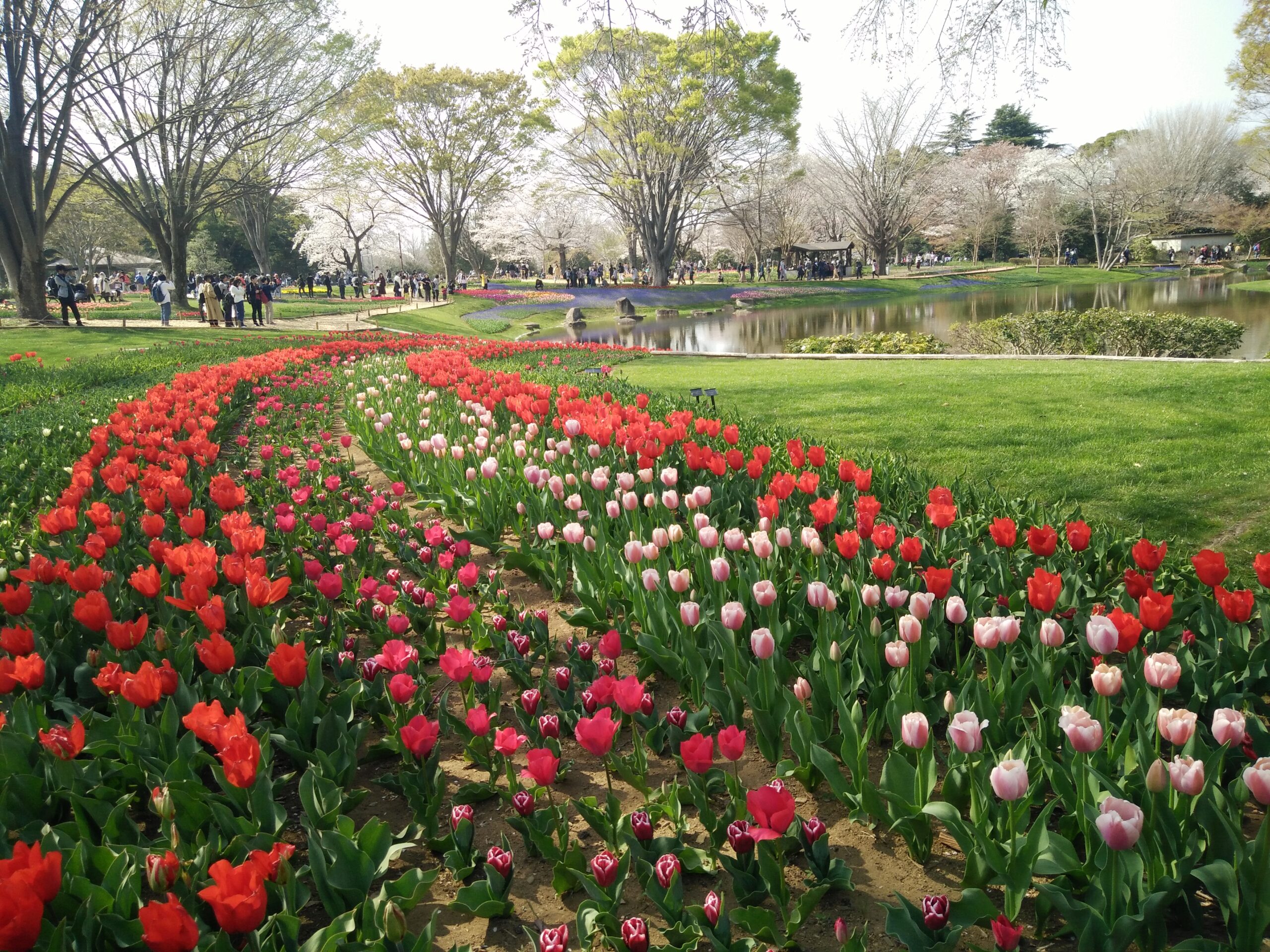 Vườn hoa tulip
