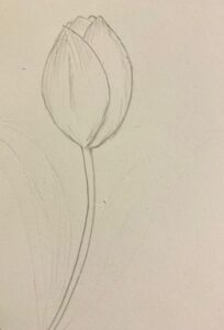 vẽ cành hoa tulip