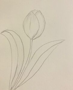 vẽ lá hoa tulip