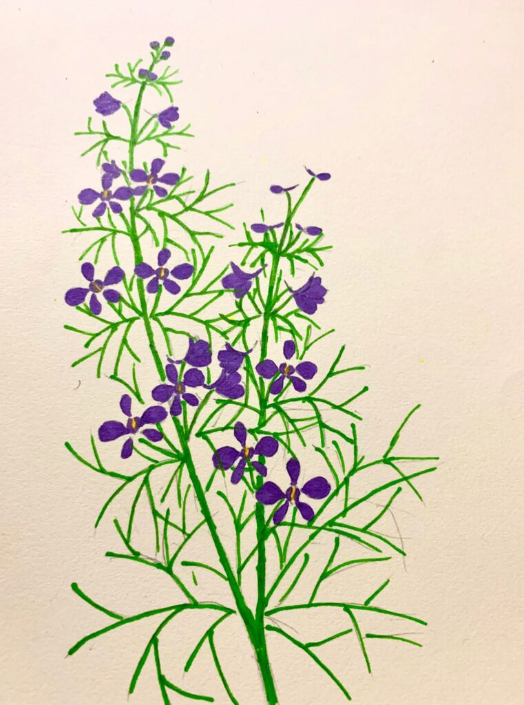 Vẽ violet đẹp đơn giản - Vẽ hoa thược dược đẹp - Go shopping happy