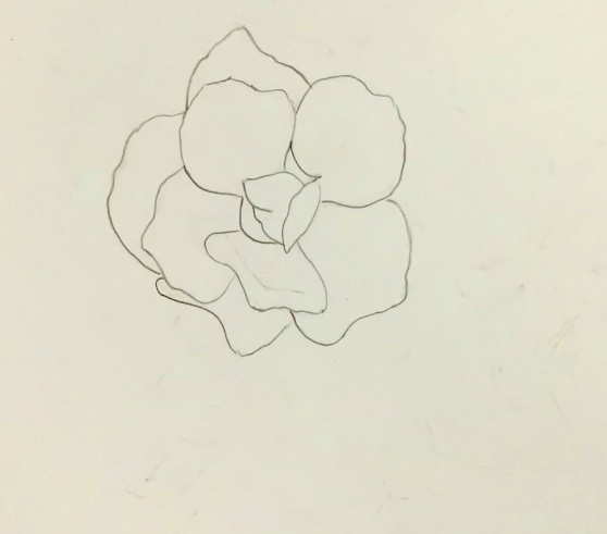 Mẫu Vẽ Hoa Hồng Bằng Bút Chì  Rose Pencil