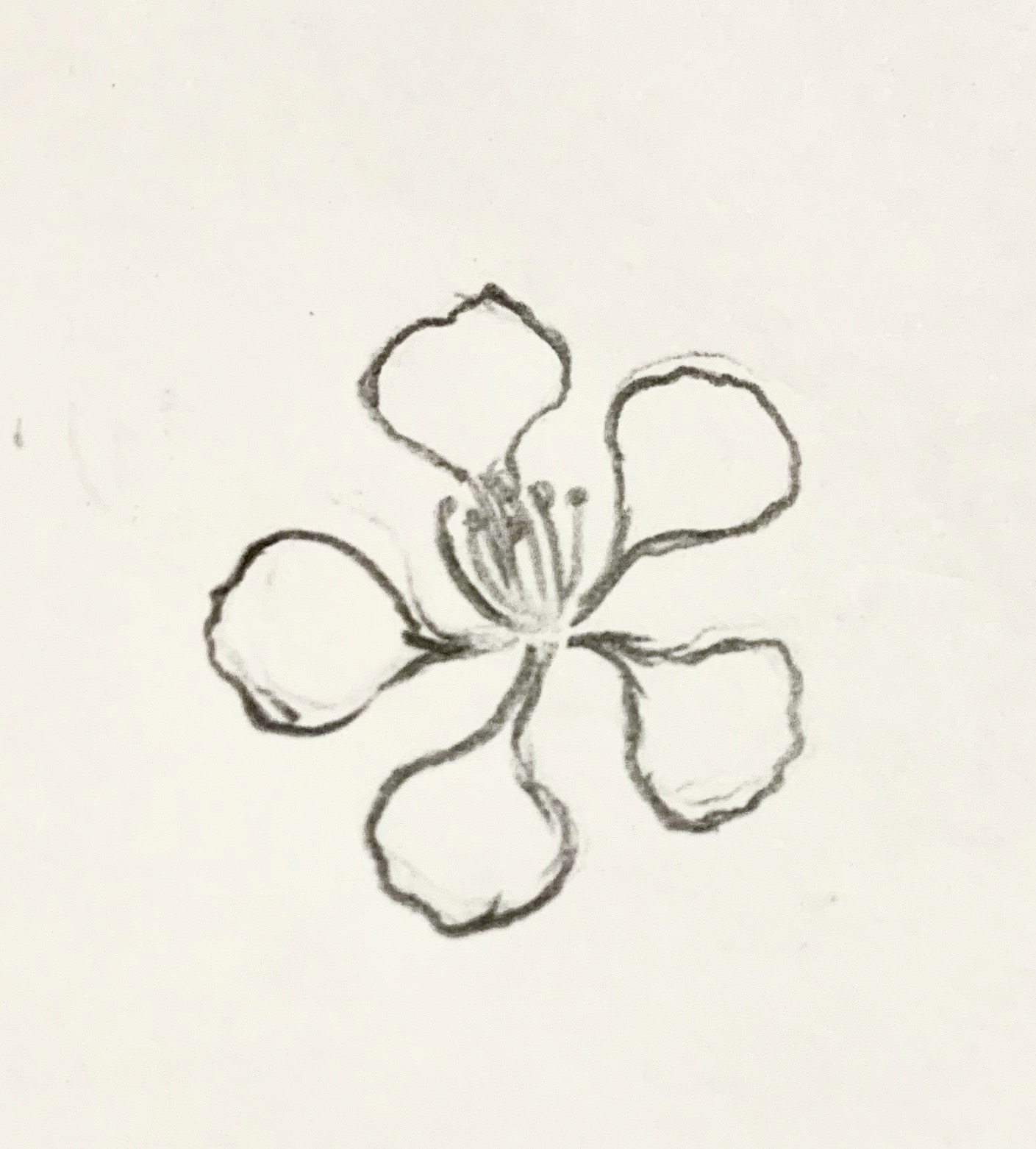 Xem Ngay Cách vẽ hoa 5 cánh đơn giản nhất dành cho các bé  Thiết Kế Xinh