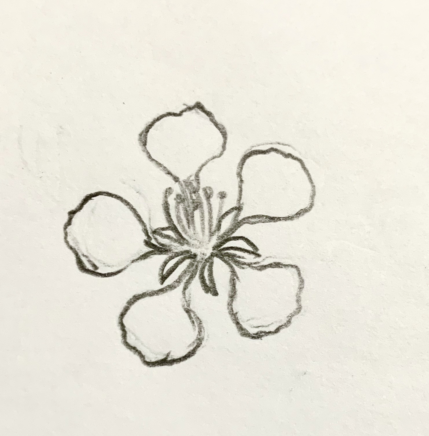Cách vẽ hoa phượng đơn giản  Hướng dẫn vẽ hoa phượng bằng bút chì  YouTube