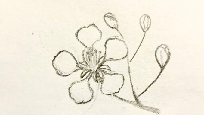 Phượng hoàng gia Hoa Cây biểu tượng Hoa Vẽ  hoa vẽ đường png tải về  Miễn  phí trong suốt Bút png Tải về