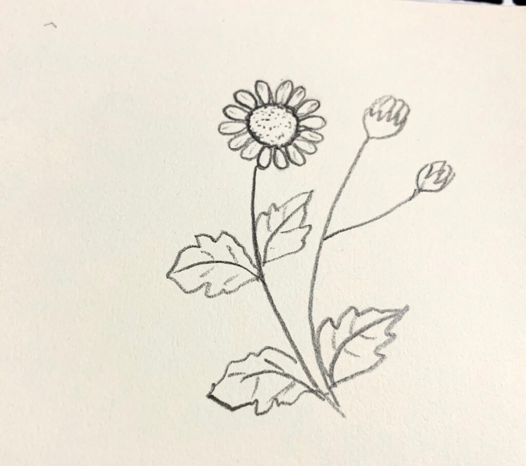Vẽ Hoa Cúc bằng bút chì  How to draw a Chrysanthemum  YouTube