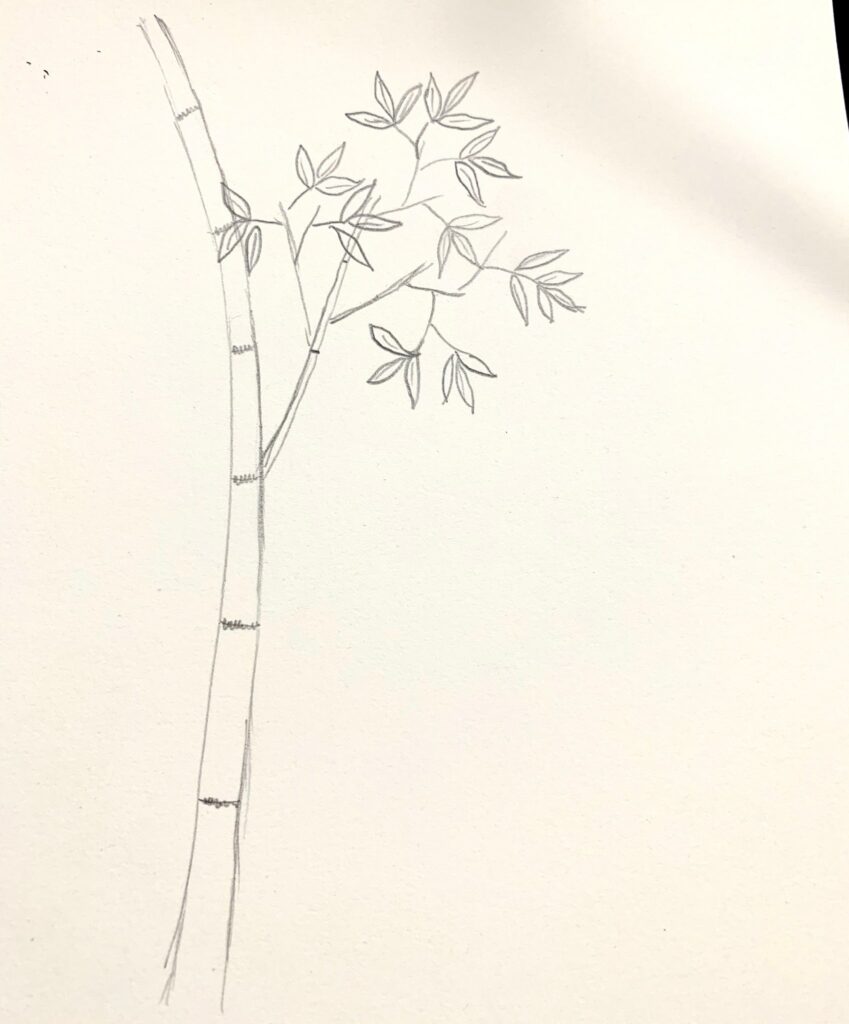 Vẽ Cây Tre bằng bút chì  How to draw Bamboo  YouTube